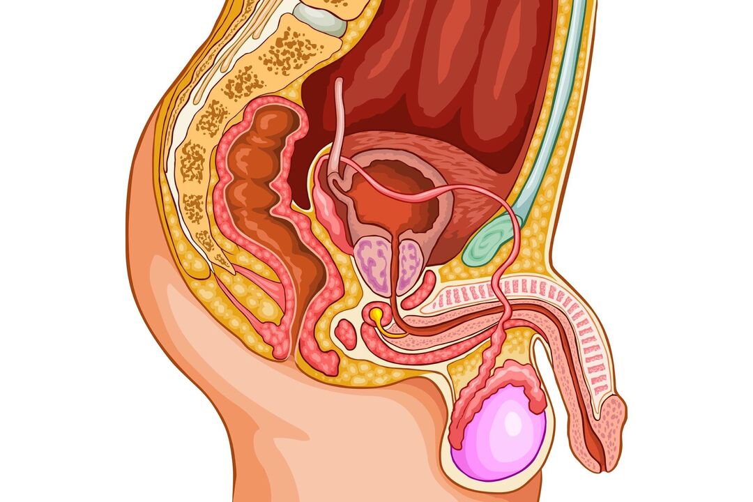 männliches Urogenitalsystem